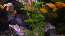 Pflanzen im Aquarium Becken 4457