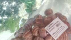 Weinbergschneckenhäuser für die Schneckenbuntbarsche