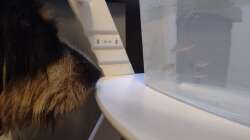 Neugieriger Zuschauer