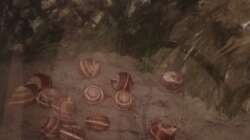 Schneckenhäuser im Aquarium