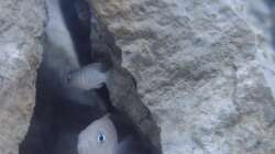 Neolamprologus Multifasciatus