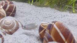 Neolamprologus Multifasciatus 