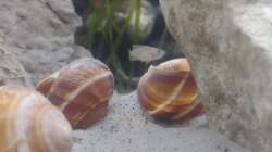 Neolamprologus multifasciatus