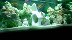 Aquarium Becken 446