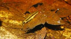 Otocinclus im Dicrossus-Becken