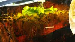 Ceratopteris und Pistia