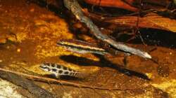 D. filamentosus M (oben) und W