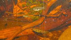 Dicrossus filamentosus- Gruppe