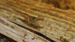 Neocaridina davidi als Reinigungstruppe im Dicrossusbecken
