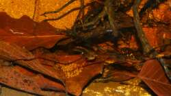 Gelege und Weibchen Dicrossus filamentosus