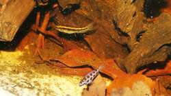 D. filamentosus M (oben) W (unten)