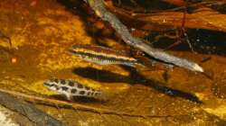 Besatz im Aquarium Südamerika Schwarzwasserbiotop