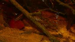 Dicrossus filamentosus- Gruppe