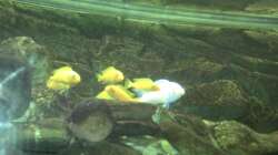 Besatz im Aquarium Malawibecken