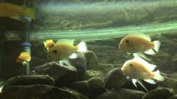 Besatz im Aquarium Malawibecken