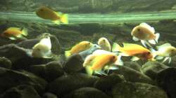 Besatz im Aquarium Malawibecken