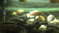 Besatz im Aquarium Malawibecken