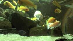 Besatz im Aquarium Malawibecken