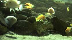 Besatz im Aquarium Malawibecken