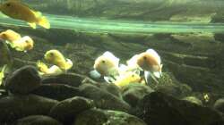 Besatz im Aquarium Malawibecken