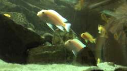 Besatz im Aquarium Malawibecken