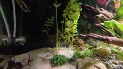 Pflanzen im Aquarium Asien Uferbereich ruhiges Gewässer