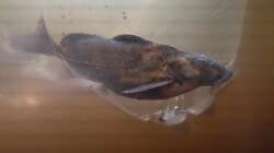 Rhinodoras sp. `MANACACIAS` (keine sichere Artzuordnung, Nov 2024)