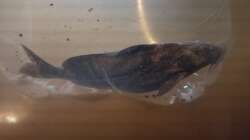 Rhinodoras sp. `MANACACIAS` (keine sichere Artzuordnung, Nov 2024)