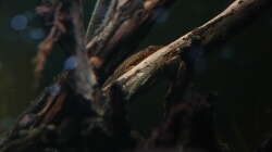 Hypoptopoma gulare und Oxyropsis carinata