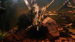 Höhle für Rhinodoras sp. November 2024 (wer erkennt den Hypoptopoma gulare in der