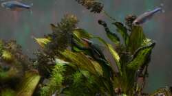 Hypoptopoma gulare auf Echinodorus 