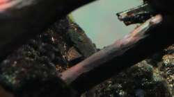 L309 Ancistrus sp. Rio Tapajos weibchen