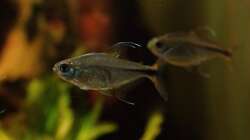 männlicher Hyphessobrycon filamentosus