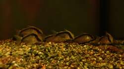 Gruppe Hoplisoma granti / Brochis arcuatus