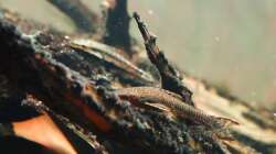 Hypoptopoma gulare (Vordergrund) und Oxyropsis carinata (Hintergrund)