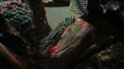 L309 Ancistrus sp. Rio Tapajos Männchen