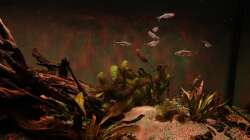 Schwarm von blauen Perusalmlern (Boehlkea fredcochui)