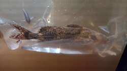 Rhinodoras gallagheri Nov 2024