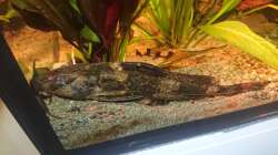 Rhinodoras gallagheri Nr. 2 (Art Zuordnung zweifelhaft)