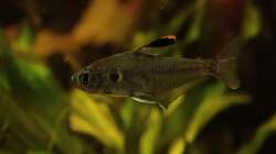 unbekannter Salmler Februar 2025