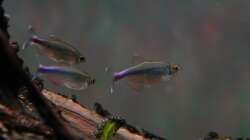 Blauer Perusalmler (Boehlkea fredcochui) in Balz