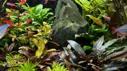 Diamantregenbogenfisch Melanotaenia praecox 