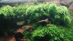 Pflanzen im Aquarium Bloody Mary die 2.