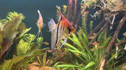 Besatz im Aquarium Südamerika Aquarium Rio Manacapuru Rotrücken 3.0