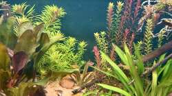 Pflanzen im Aquarium Südamerika Aquarium Rio Manacapuru Rotrücken 3.0
