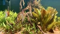 Besatz im Aquarium Südamerika Aquarium Rio Manacapuru Rotrücken 3.0