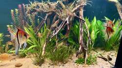 Besatz im Aquarium Südamerika Aquarium Rio Manacapuru Rotrücken 3.0