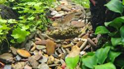 ausgewachsene Amanogarnelen am 21.12.2025