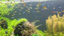 Aufnahme direkt nach der Fütterung am 21.12.2025