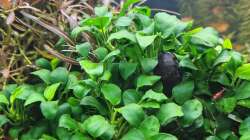 Stahlhelmschnecke putzt Anubias barterie var. nana ´Bonsai´ (mini mini) am 21.12.2025